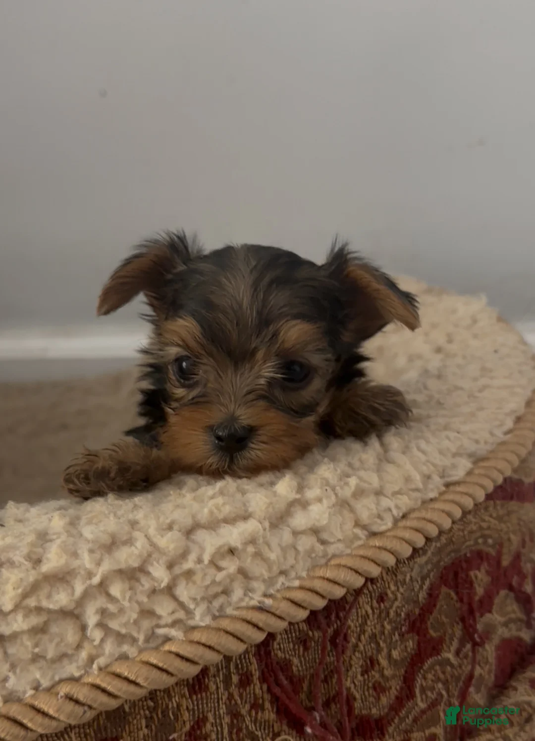 Yorkshire Terrier dogs for sale: Yorkshire Terrier Puppy 1 - Ad 1