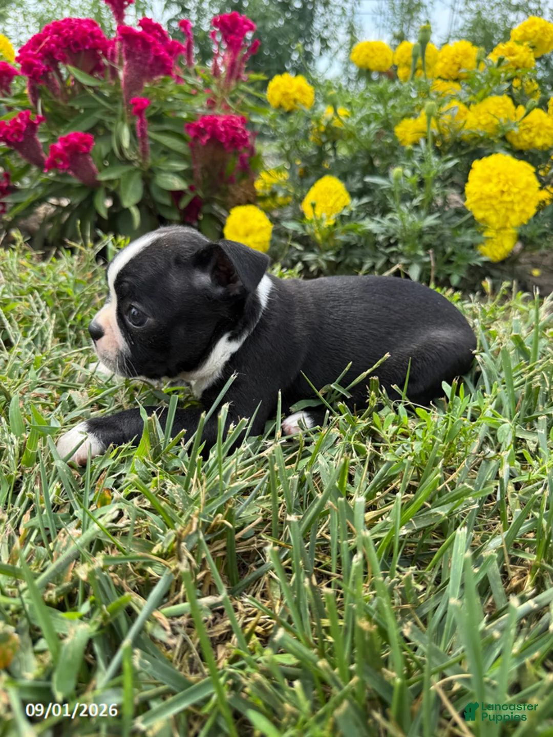 Boston Terrier dogs for sale: Heather - Ad 3
