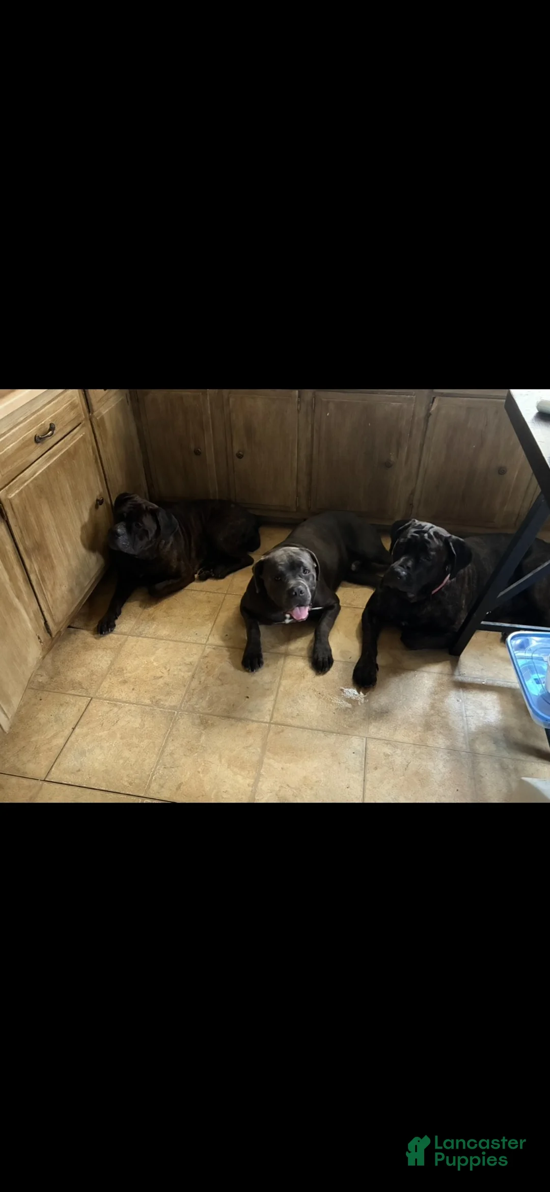 Cane Corso dogs for sale: Cane Corso 1 - Ad 5