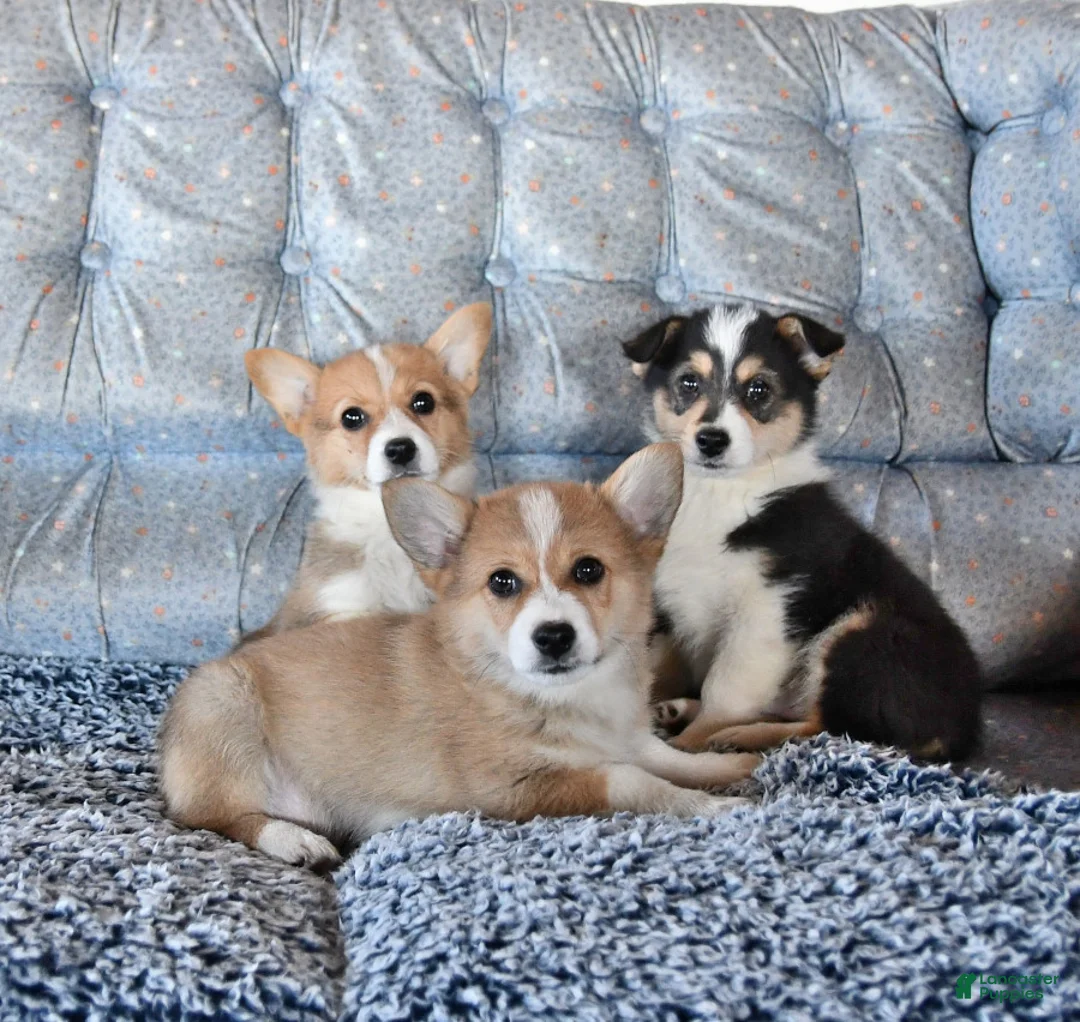 Gallery Image {{count}}