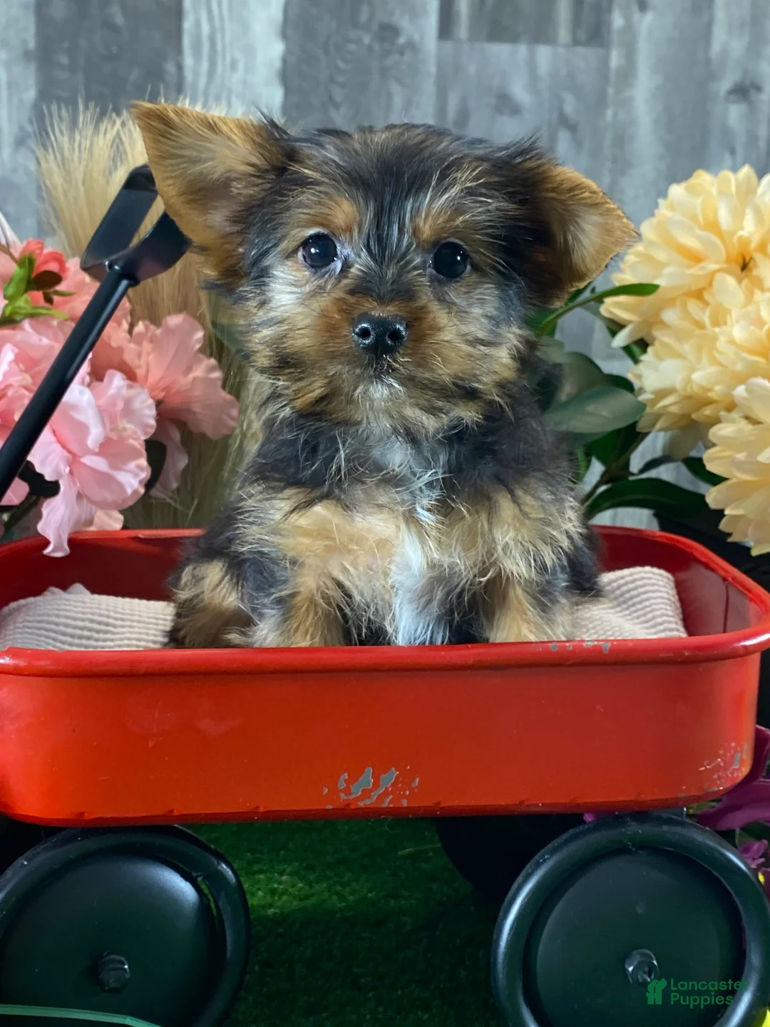 Yorkshire Terrier dogs for sale: Yeti  - Ad 3