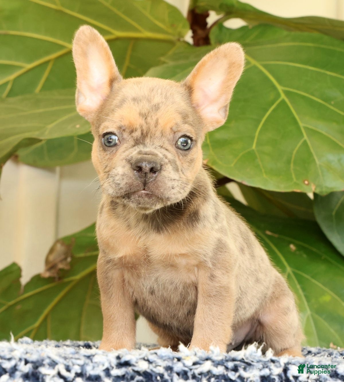 French Bulldog dogs Blaze - Ad 2