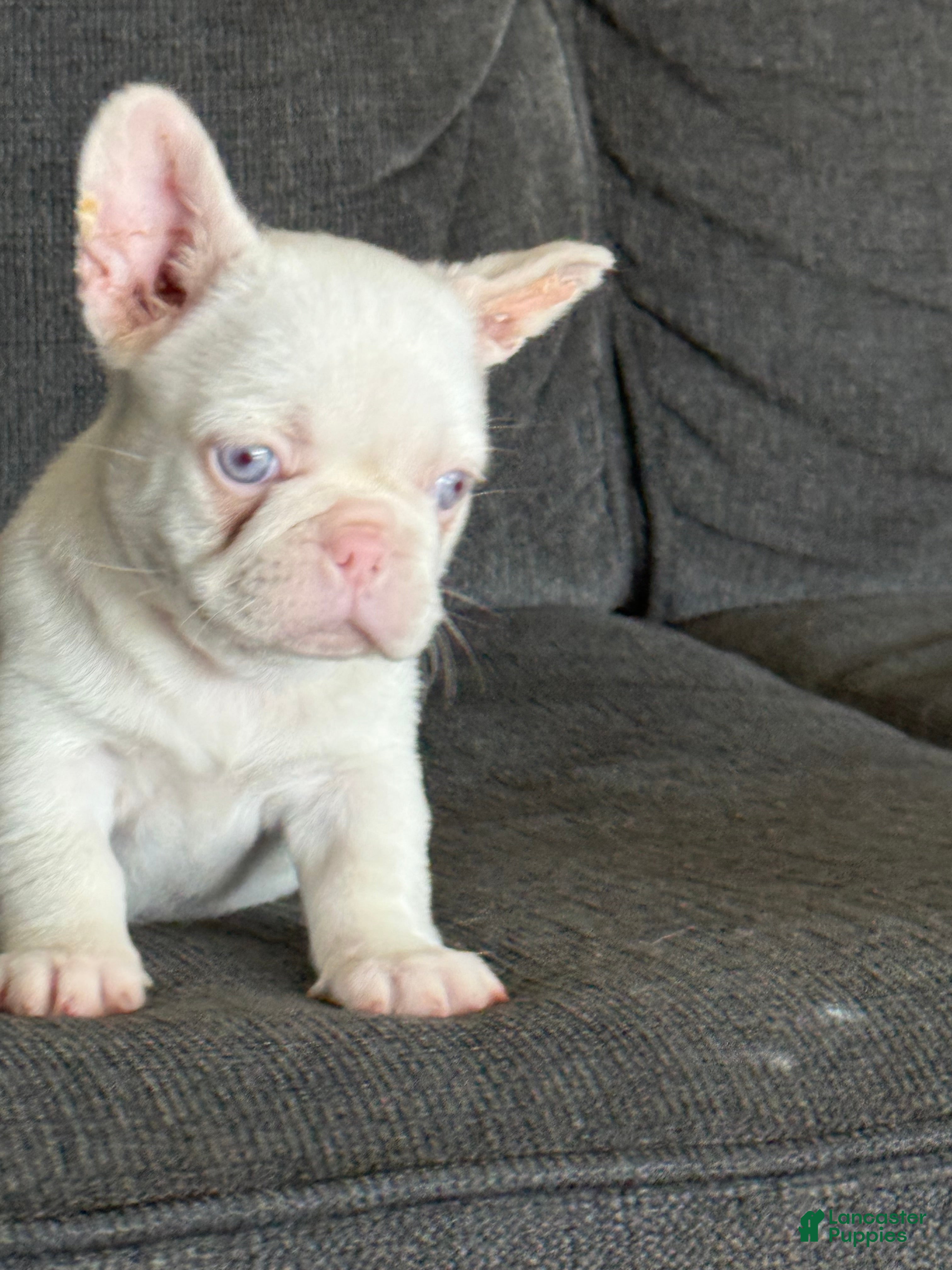 French Bulldog dogs Pink Bella - Ad 1