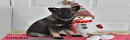 Norwegian Elkhound dogs for sale: Lucy - Ad 2