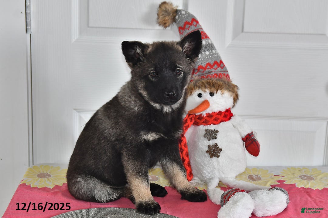Norwegian Elkhound dogs for sale: Lucy - Ad 2