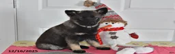 Norwegian Elkhound dogs for sale: Lucy - Ad 2