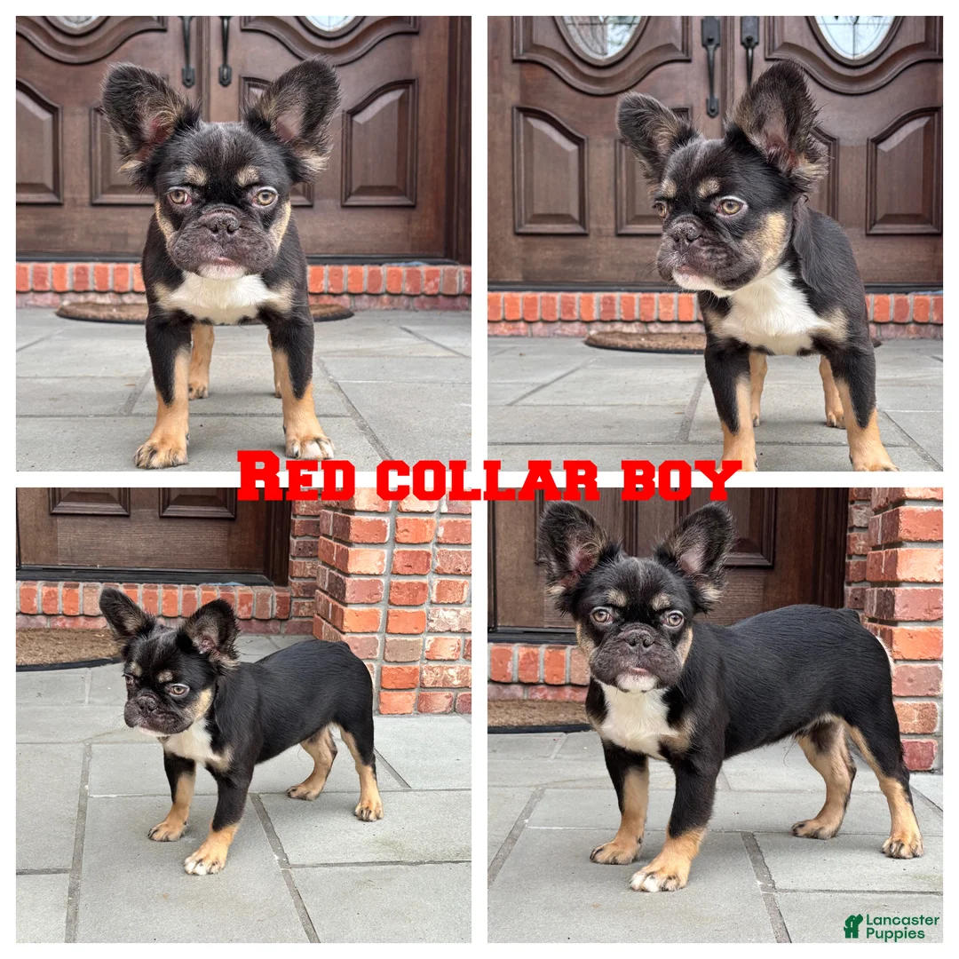 French Bulldog dogs for sale: Red Collar Fluffy Boy - Ad 1