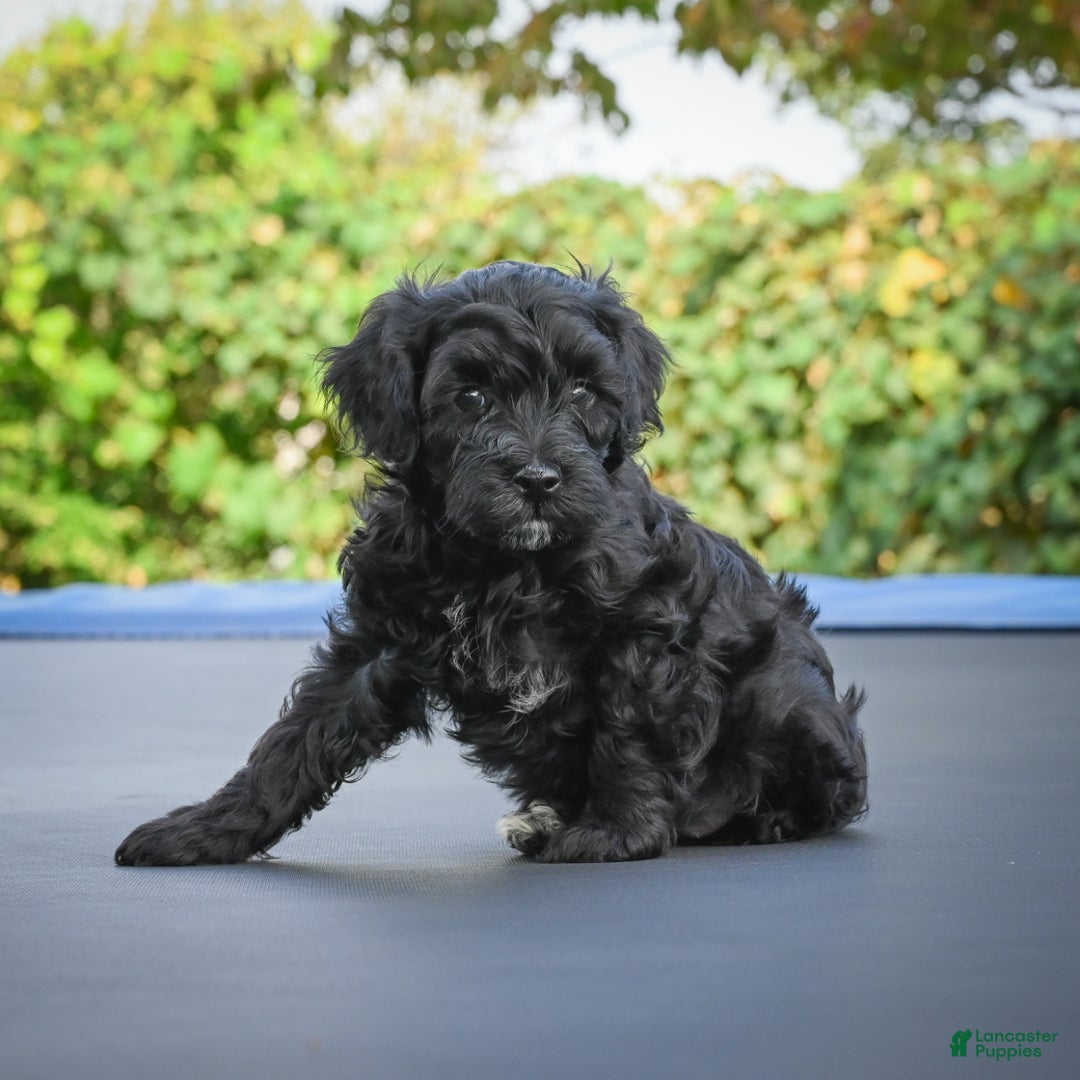 Miniature Poodle dogs for sale: Pete - Ad 4