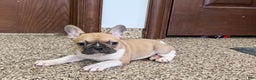French Bulldog dogs for sale: French Bulldog Puppy 1 - Ad 3