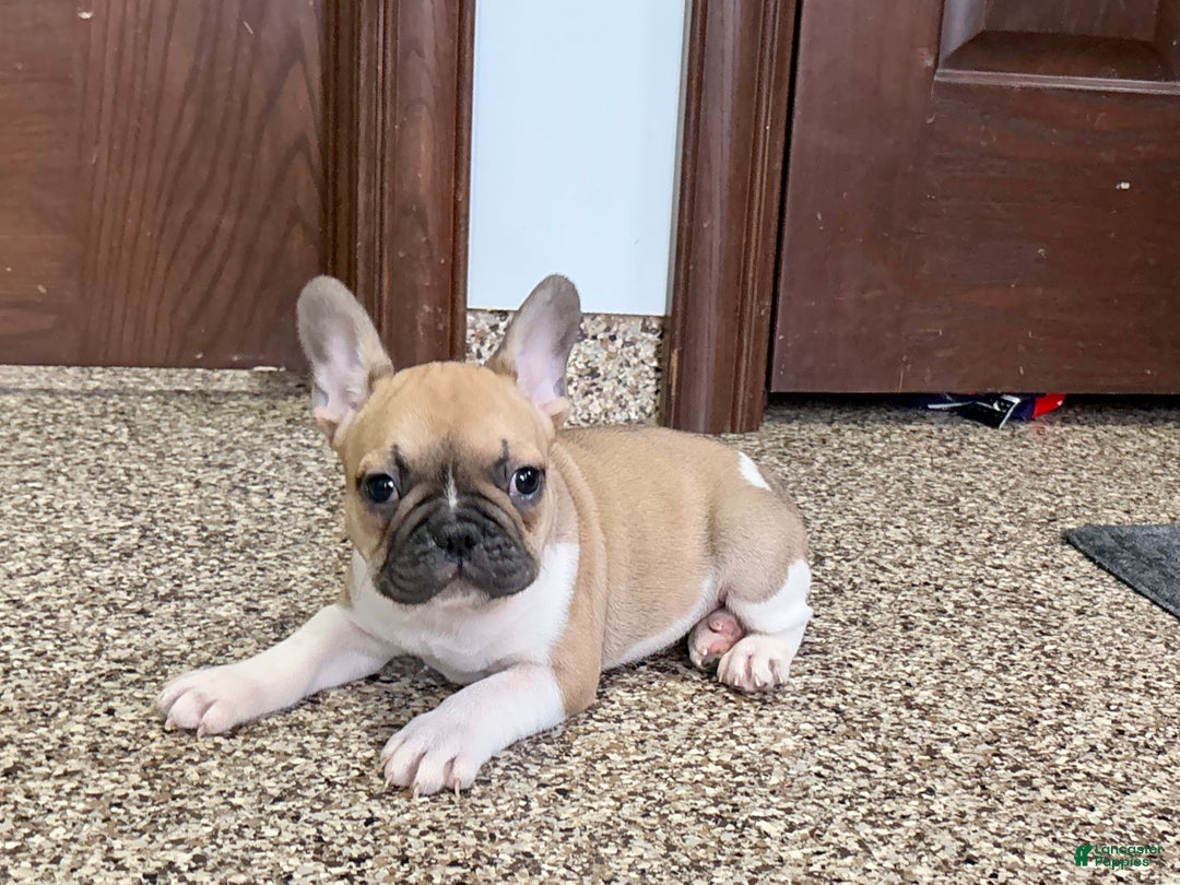 French Bulldog dogs for sale: French Bulldog Puppy 1 - Ad 3