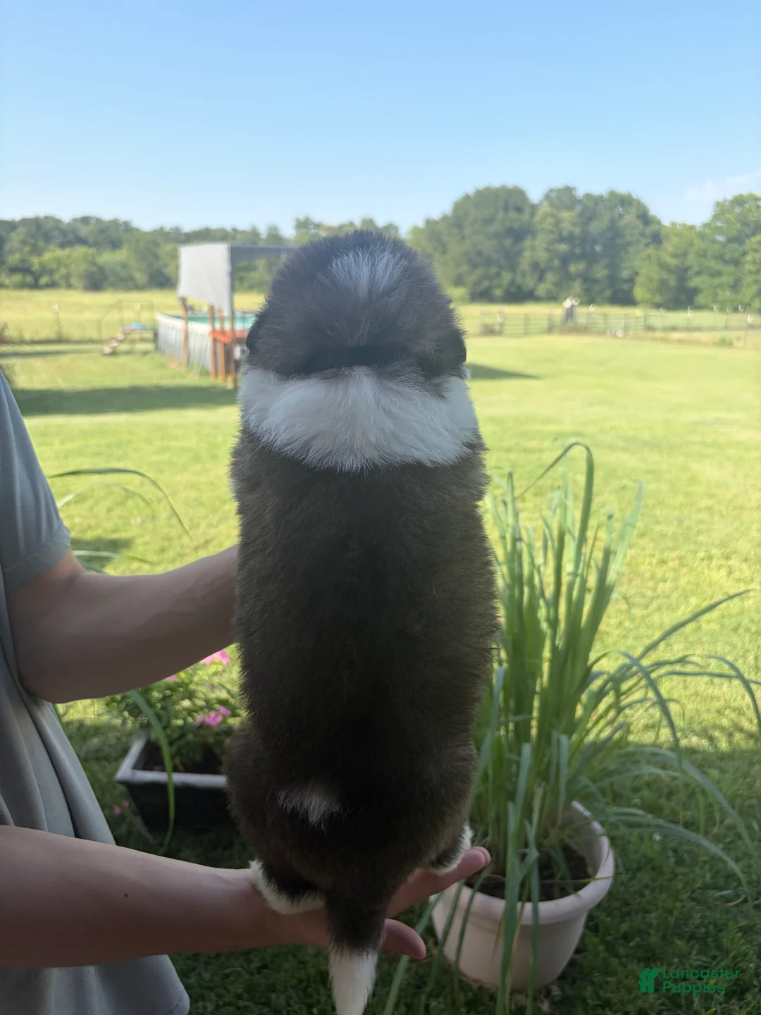 Saint Bernard dogs for sale: Akc Black - Ad 1