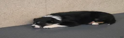 Australian Shepherd dogs for sale: Luke - Ad 3