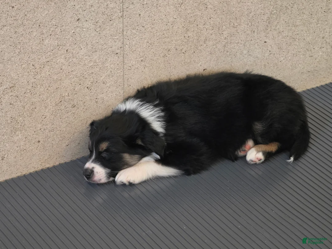Australian Shepherd dogs for sale: Luke - Ad 3