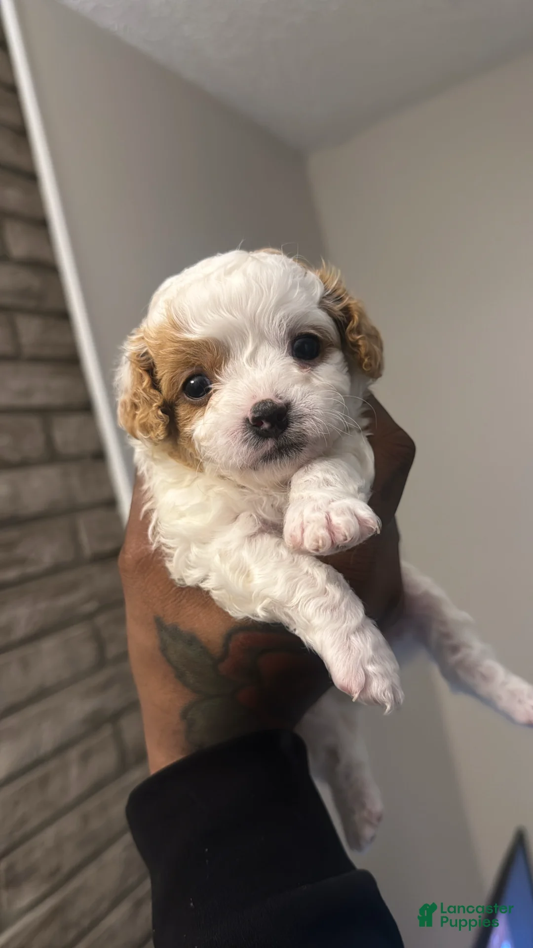 Cavapoo dogs for sale: Spike - Ad 1