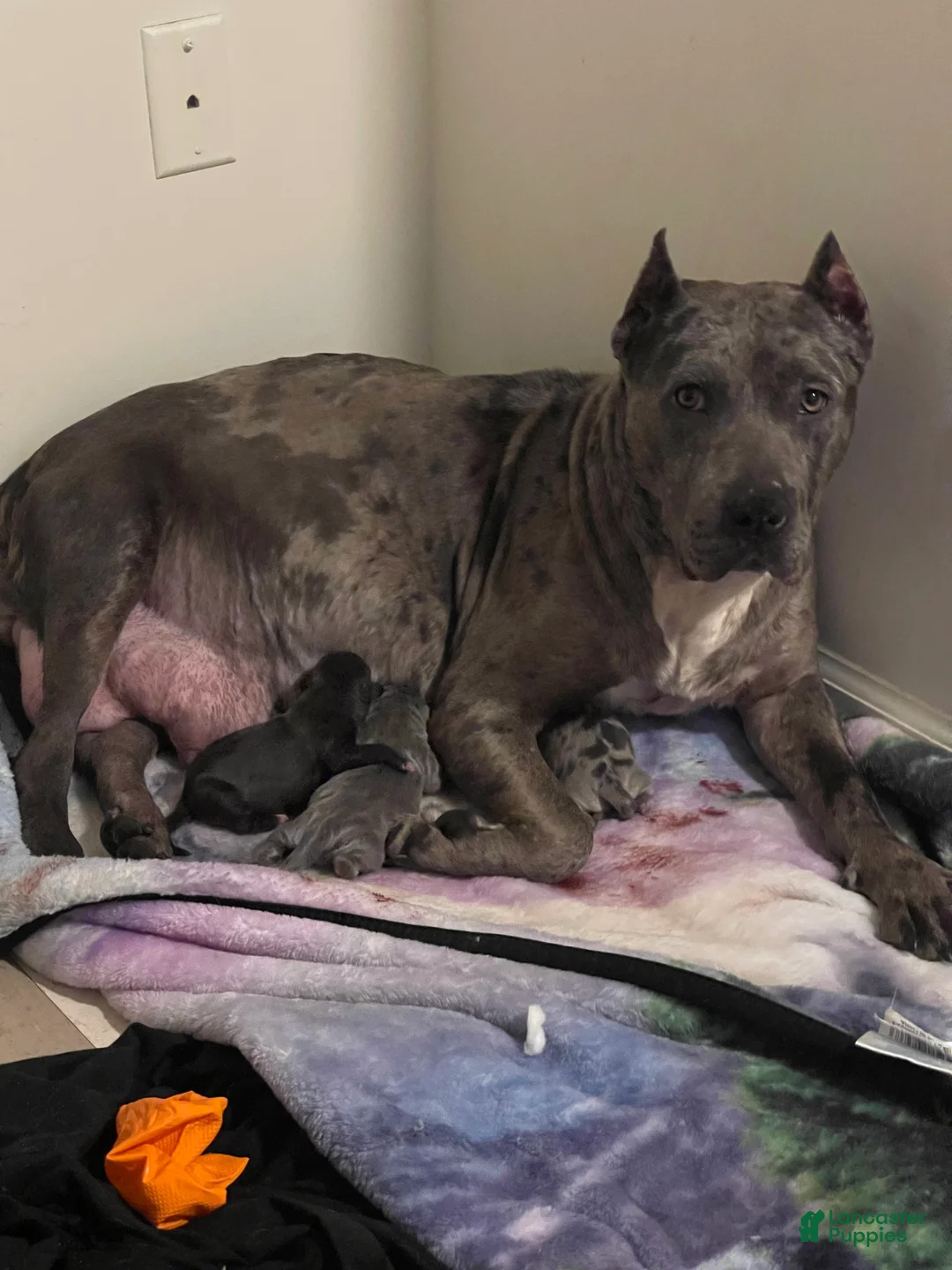 American Bully dogs for sale: American Bully Puppy 1 - Ad 2