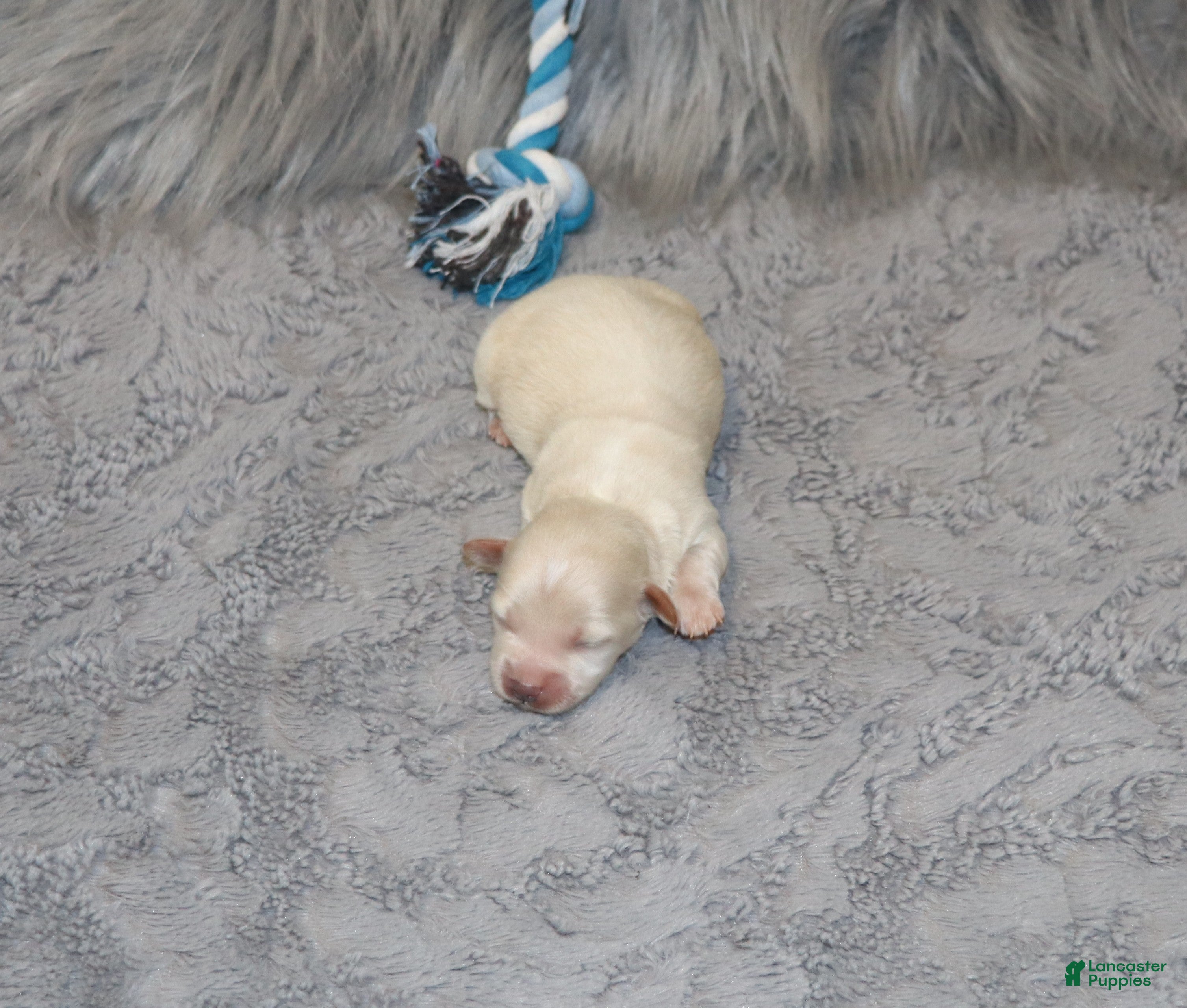 Havapoo dogs Family Companion 👨‍👨‍👧‍👦💞🐕E - Ad 2