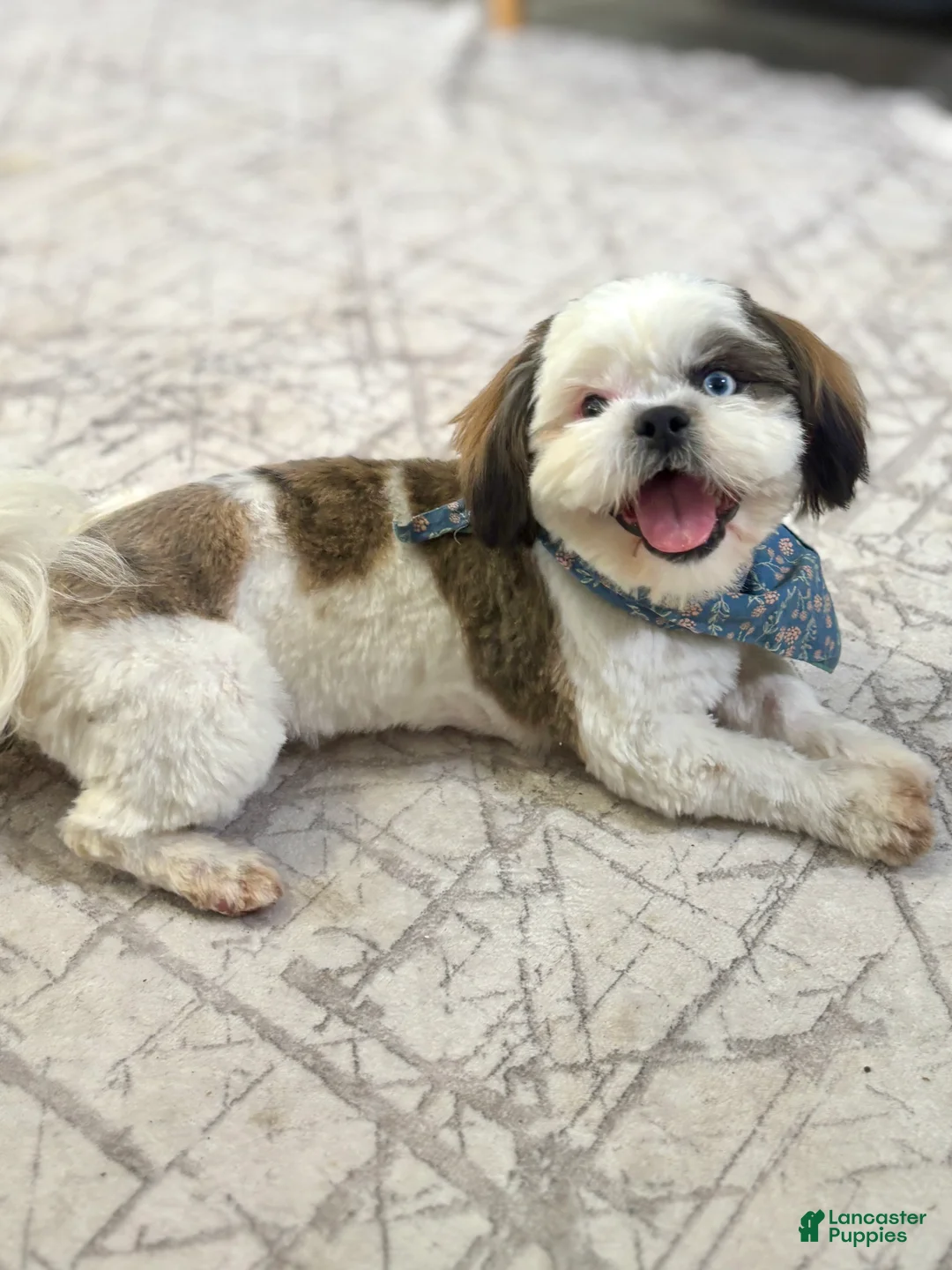 Shih Tzu dogs for sale: Shih Tzu Puppy 1 - Ad 5
