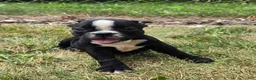 Olde English Bulldogge dogs for sale: Jessie - Ad 5