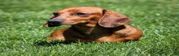 Miniature Dachshund dogs for sale: Izzy Miniature Dachshund - Ad 10