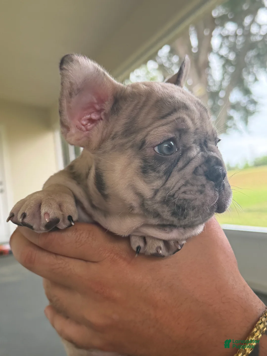 French Bulldog dogs for sale: Patek  - Ad 1