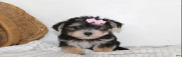 Morkie dogs for sale: Mille - Ad 1