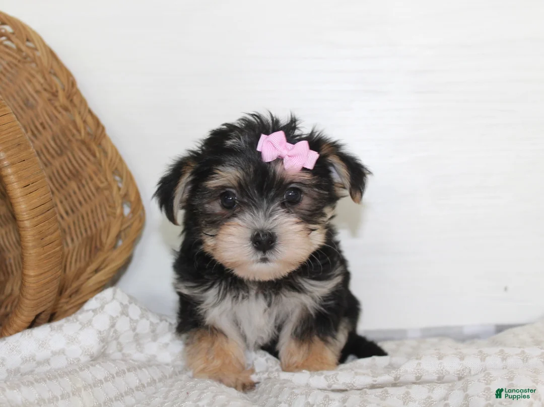 Morkie dogs for sale: Mille - Ad 1