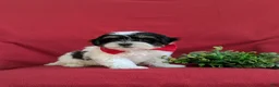 Havapoo dogs for sale: Raydar Hypoallergenic - Ad 6