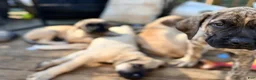 English Mastiff dogs for sale: English Mastiff Fawn Male - Ad 12