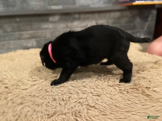 Labrador Retriever dogs Black Female 1 - Ad 6