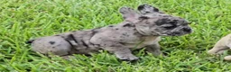 French Bulldog dogs for sale: Heidi - Ad 1