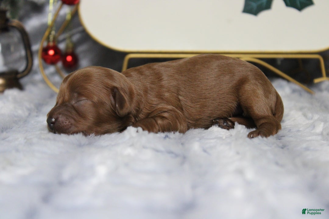 Cavapoo dogs for sale: Rosie - Ad 4