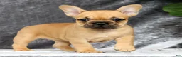 French Bulldog dogs for sale: Bethany - Ad 1