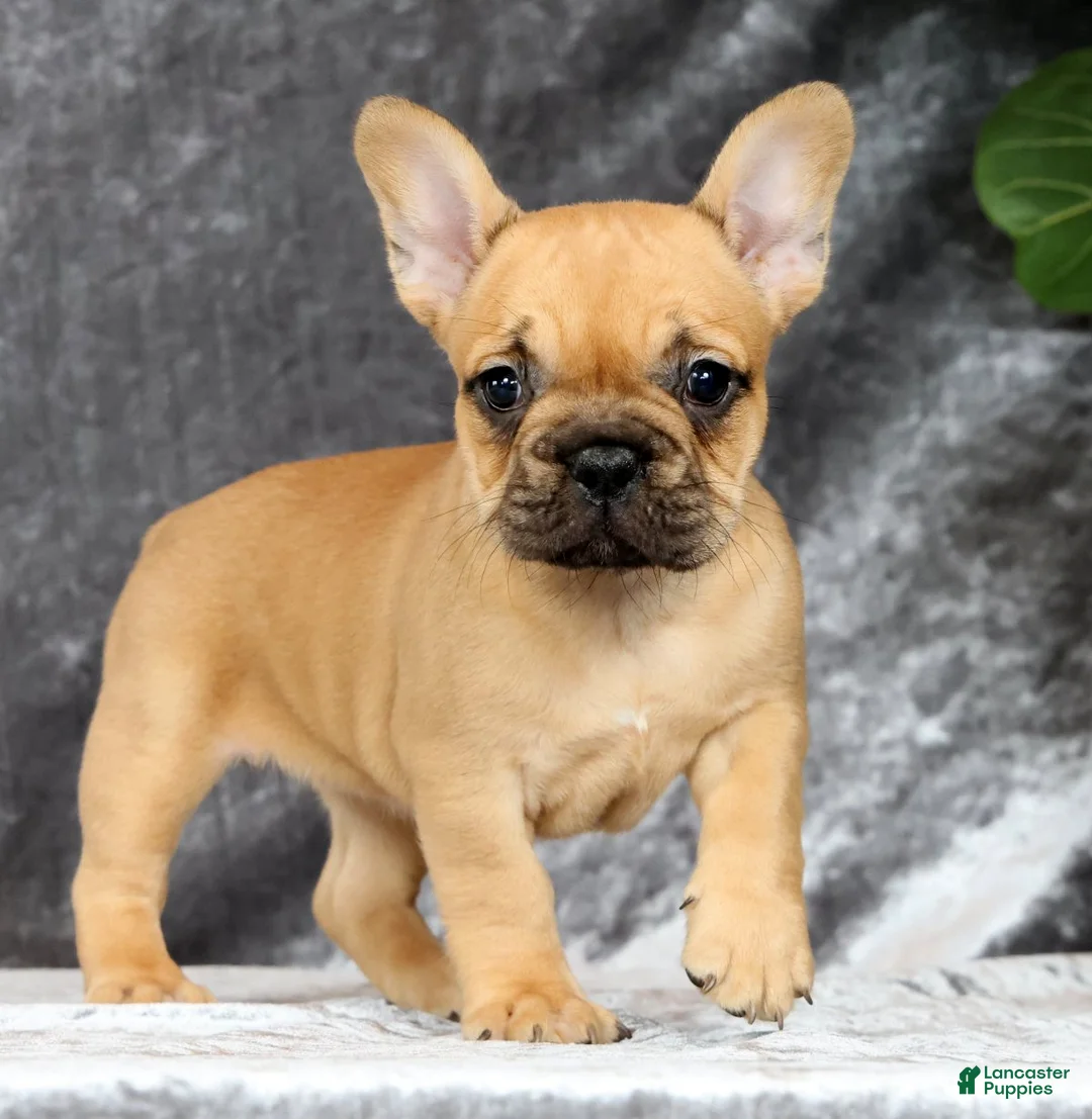 French Bulldog dogs for sale: Bethany - Ad 1