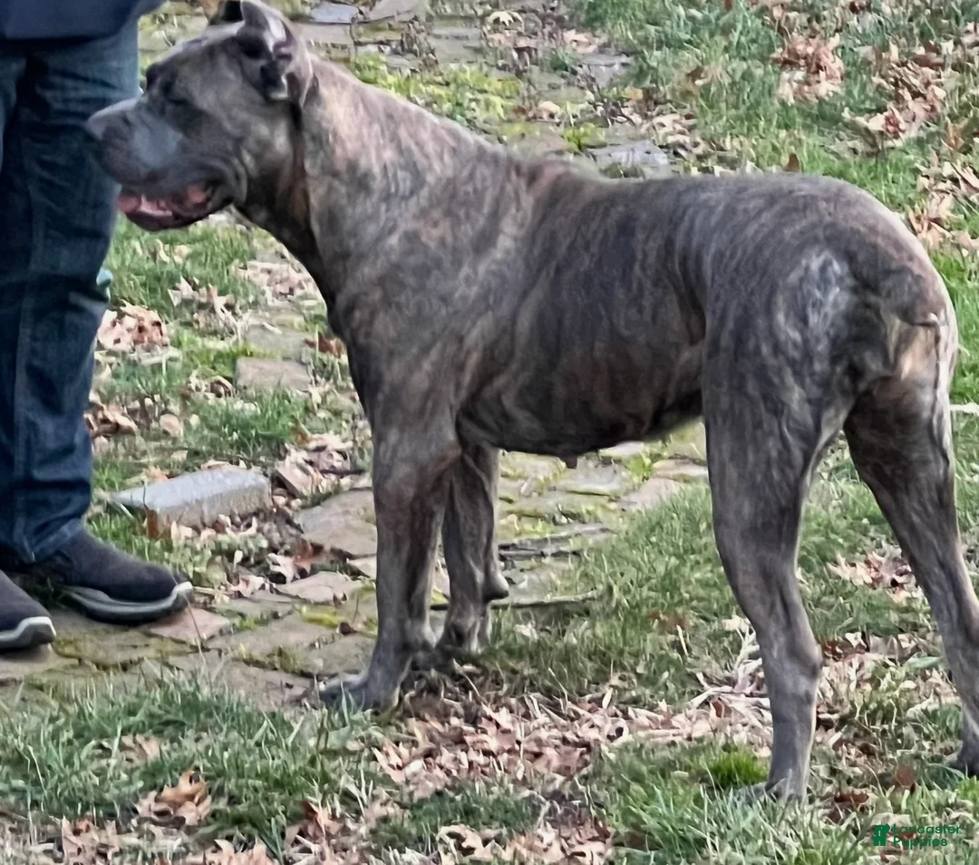 Cane Corso dogs for sale: Tesla - Ad 5