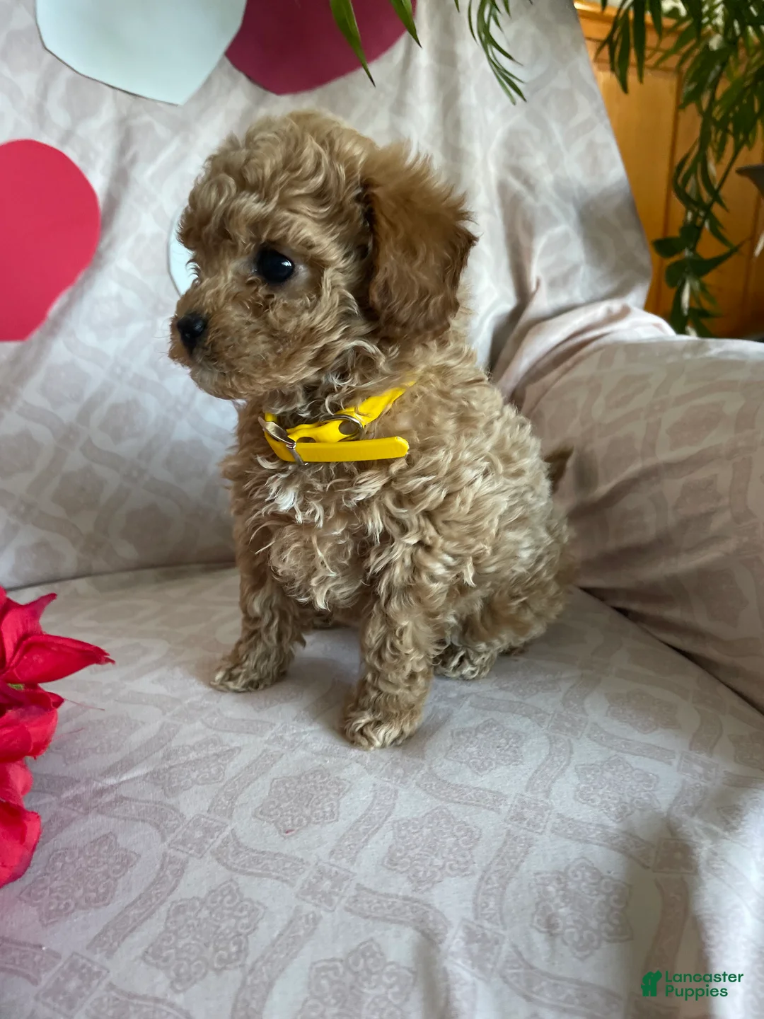 Cavapoo dogs for sale: Tiny - Ad 3