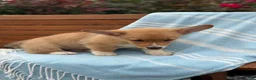 Welsh Corgi Pembroke dogs for sale: Jasper - Ad 17