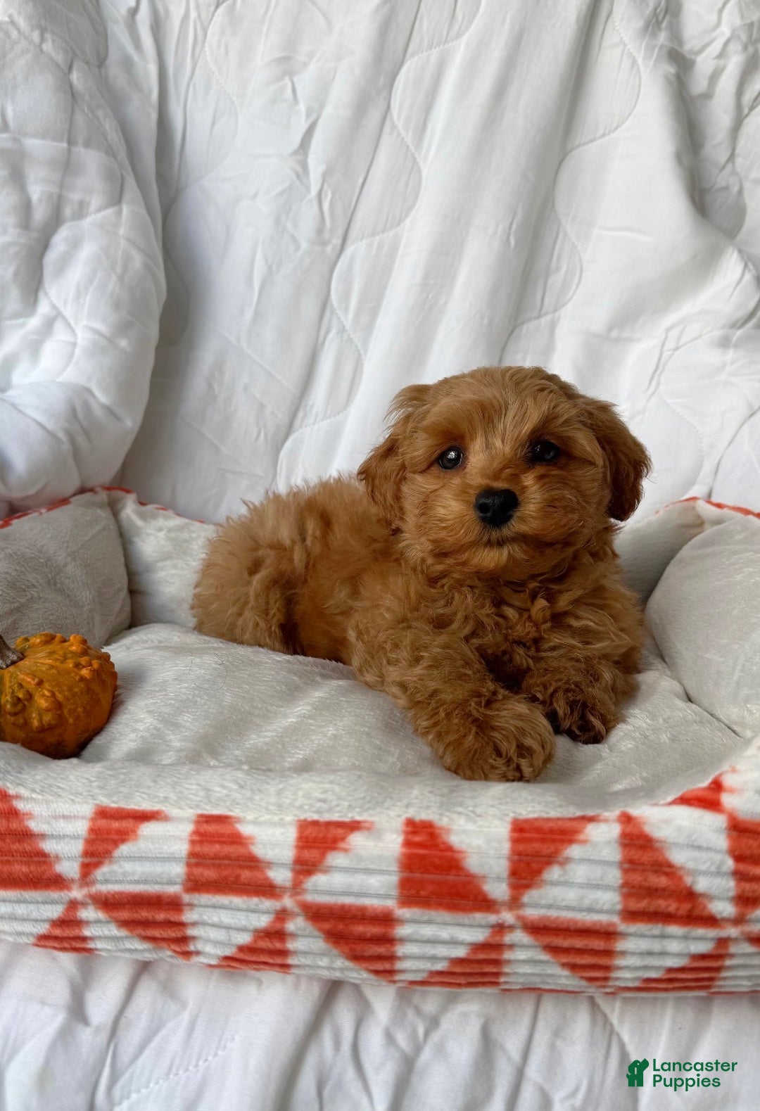 Cockapoo dogs for sale: ⭐️Cooper – The Golden Boy of the Litter 🐾🧡 - Ad 4