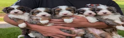 Mini Bernedoodle dogs for sale: Mini Darcy  - Ad 38