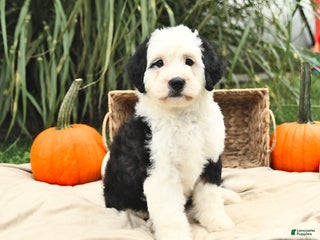 Mini Bernedoodle dogs - Ad 42
