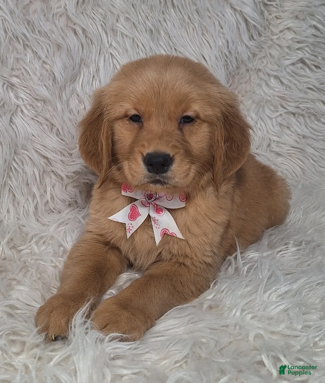 Golden Retriever dogs for sale: Calico - Ad 1