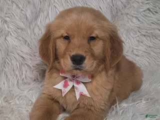 Golden Retriever dogs Calico - Ad 24