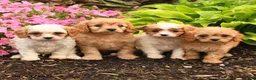 Cavapoo dogs for sale: Charlie  - Ad 5