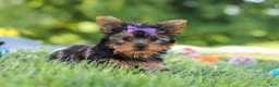 Yorkshire Terrier dogs for sale: Fiona - Ad 4