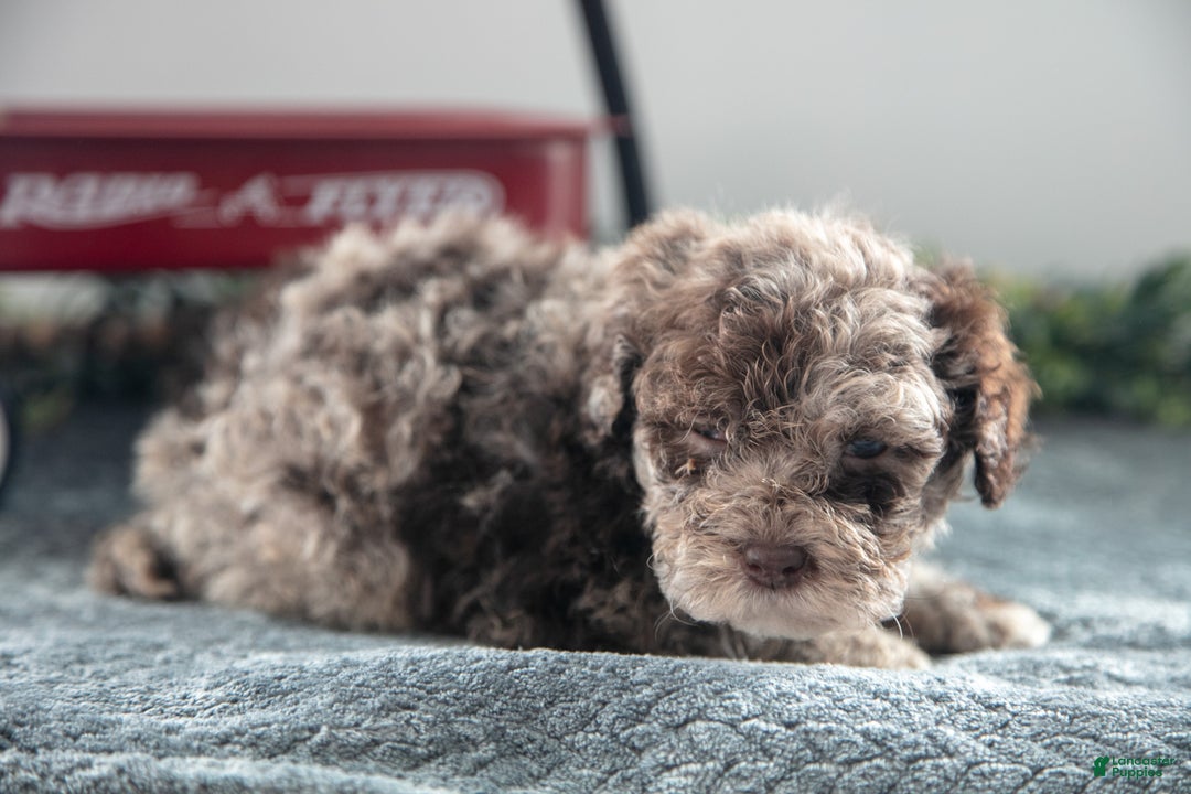 Mixed Breed dogs for sale: Caramel - Ad 3