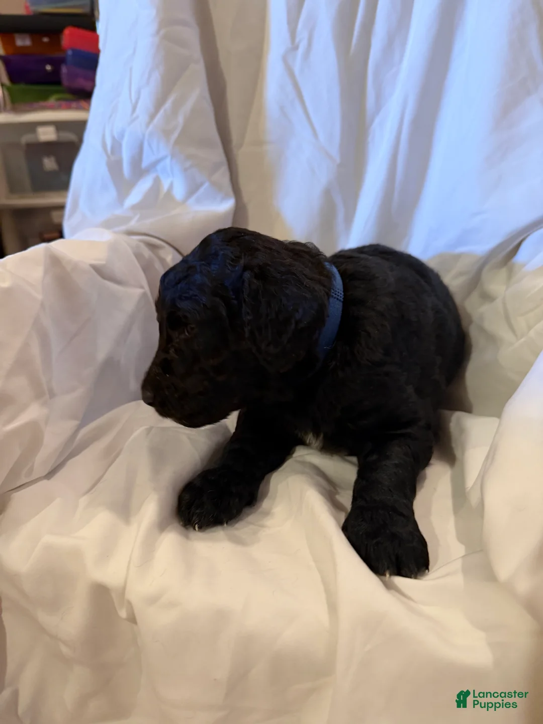 Labradoodle dogs for sale: Labradoodle Dark Blue - Ad 1