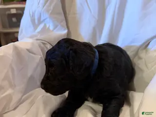 Labradoodle dogs Labradoodle Dark Blue - Ad 35