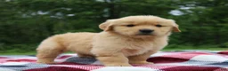 Golden Retriever dogs for sale: Cuddles - Ad 5