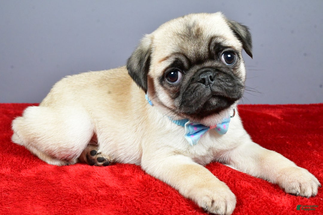 Pug dogs for sale: Toby - Ad 2
