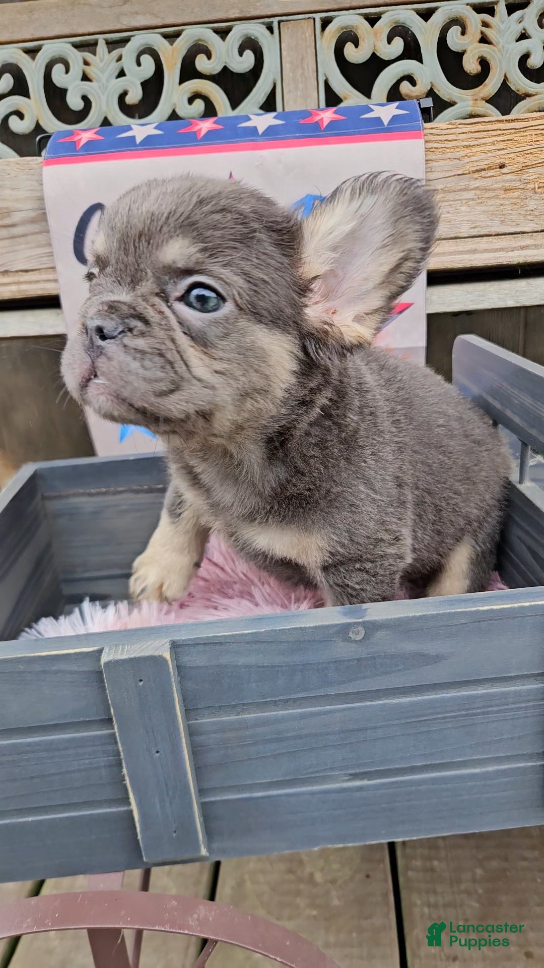 French Bulldog dogs French Bulldog Puppy 9 - Ad 1