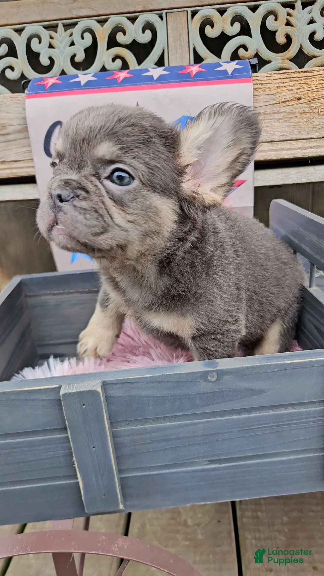 French Bulldog dogs for sale: French Bulldog Puppy 9 - Ad 1